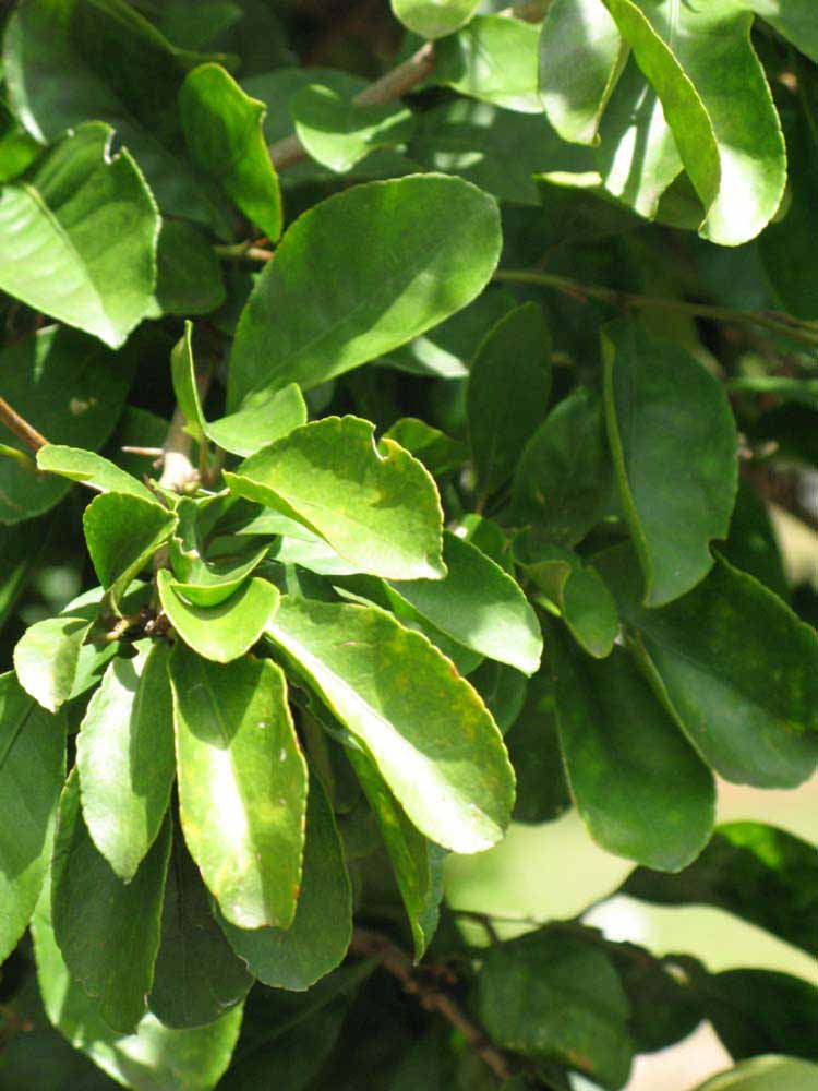              Sun leaves (Winter Haven, FL)       